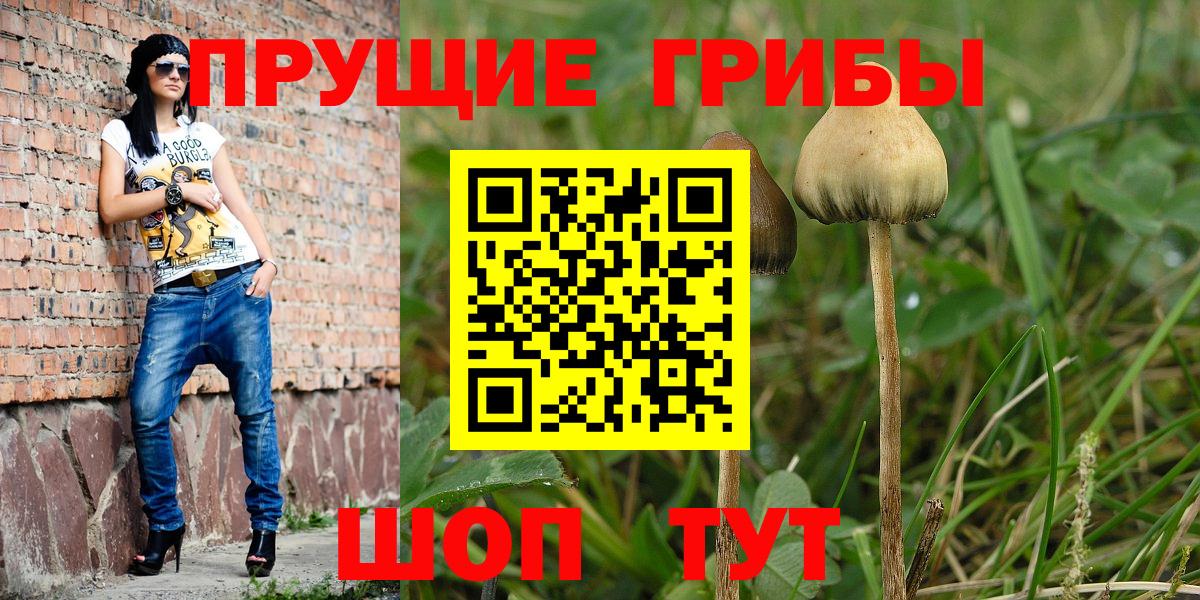 Сухой Лог  Псилоцибиновые грибы GOLDEN TEACHER  где купить наркоту  Вход с VPN  Галлюциногенные грибы Psilocybine cubensis 